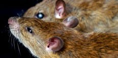 Rodents May Transmit The Hantavirus To Humans